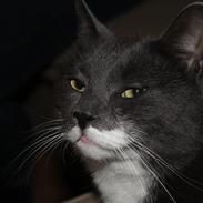 Huskat King