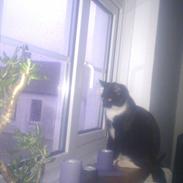 Huskat Mis