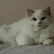 Ragdoll Kittyrags Agamemnon