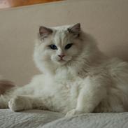 Ragdoll Kittyrags Agamemnon