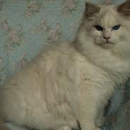 Ragdoll Kittyrags Agamemnon