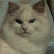 Ragdoll Kittyrags Agamemnon