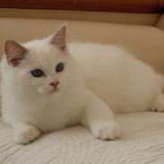 Ragdoll Kittyrags Agamemnon