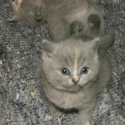 British Shorthair Lucardmis Bella