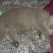 British Shorthair Lucardmis Bella