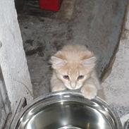 Huskat pjuske