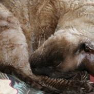 Cornish Rex Sinatra