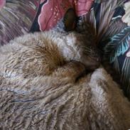 Cornish Rex Sinatra