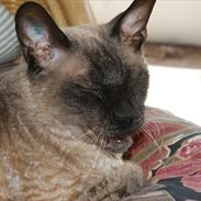 Cornish Rex Sinatra