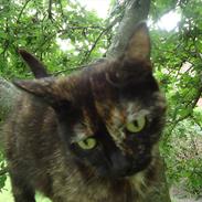 Blanding af racer Muller