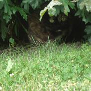 Blanding af racer Muller