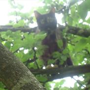 Blanding af racer Muller