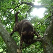 Blanding af racer Muller