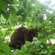 Blanding af racer Muller