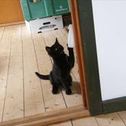 Blanding af racer Kallie