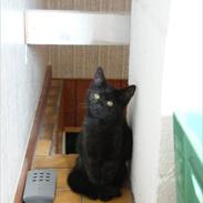 Blanding af racer Kallie