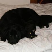 Blanding af racer Kallie