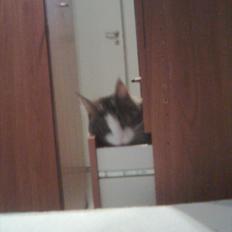 Maine Coon sir joker junior