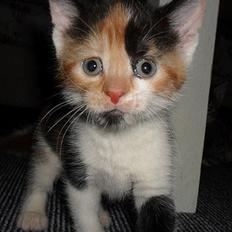 Blanding af racer Liva