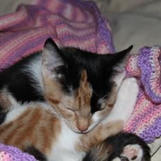 Blanding af racer Liva