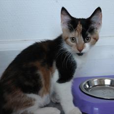 Blanding af racer Liva