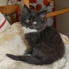 Norsk Skovkat Chrickie