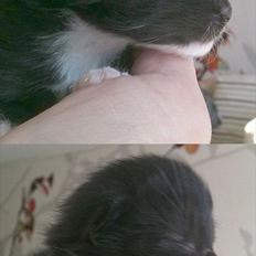 Norsk Skovkat Chrickie