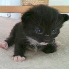 Norsk Skovkat Chrickie