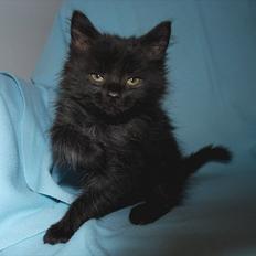 Blanding af racer Santos Norsk skovkat