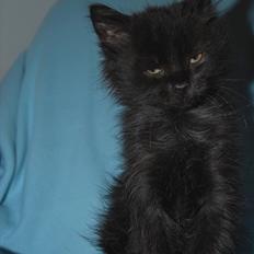 Blanding af racer Santos Norsk skovkat