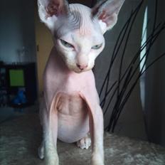 Sphynx Dexter