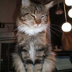 Maine Coon Noah #NoahBoah#