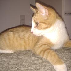 Blanding af racer Simba