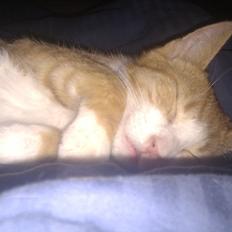 Blanding af racer Simba