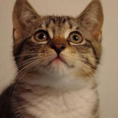 Blanding af racer Møllerhusets "Gråmis" *SOLGT*