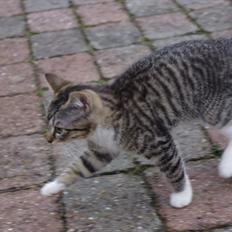 Blanding af racer Møllerhusets "Gråmis" *SOLGT*