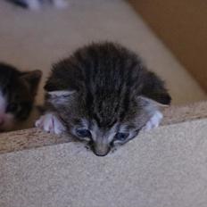 Blanding af racer Møllerhusets "Gråmis" *SOLGT*