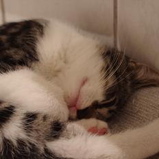 Blanding af racer Møllerhusets "Langhår"