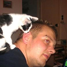 Huskat Batman von Gadget