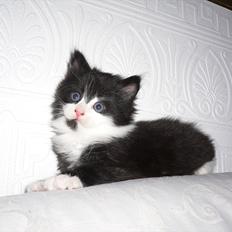 Blanding af racer Ridderberg R.I.P