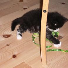 Blanding af racer Ridderberg R.I.P