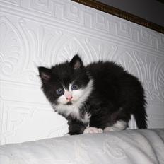 Blanding af racer Ridderberg R.I.P