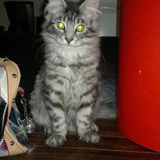 Maine Coon Storm jr