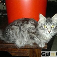 Maine Coon Storm jr