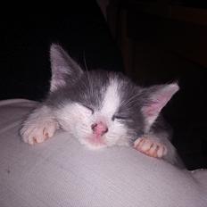 Blanding af racer smut