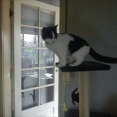 Blanding af racer smut