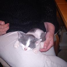 Blanding af racer smut