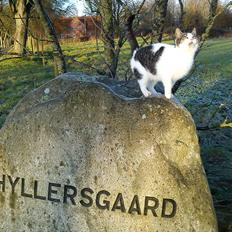 Blanding af racer Lykke