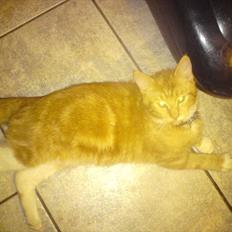 Blanding af racer Balou