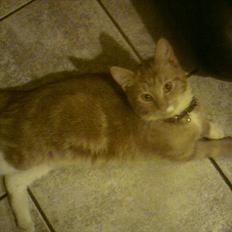 Blanding af racer Balou